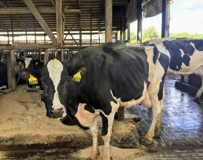 A dairy cow stands inside a barn on a Wisconsin dairy farm. Photo credit: Dustin Cohan