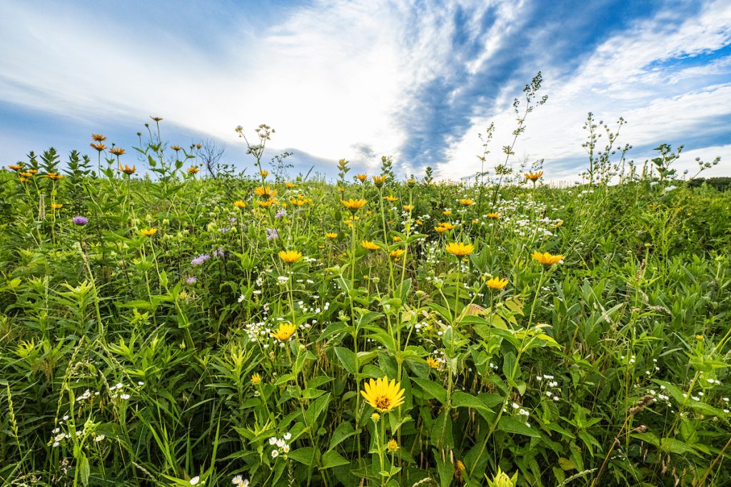 An assortment of wildflowers and prairie plants, including sunflower varieties, wild bergamot, and milkweed, take in the summer sun at the BioCore Prairie near Picnic Point at the University of Wisconsin-Madison on July 1, 2024. The Biocore Prairie is a central field site for two Biocore lab courses and for summer independent research projects, service learning, and collaborative research and teaching efforts with many other UW-Madison programs. (Photo by Bryce Richter / UW–Madison)